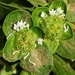 Mexican Clovers - Photo (c) zanegreen, some rights reserved (CC BY-NC), uploaded by zanegreen