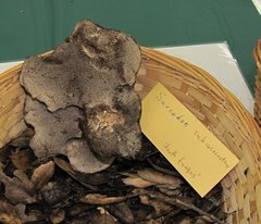 Sarcodon subincarnatus