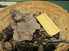 Sarcodon subincarnatus