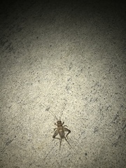 Gryllodes sigillatus