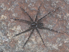 Dolomedes