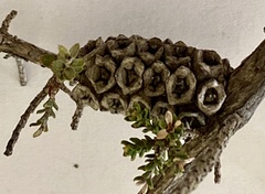 Melaleuca densa