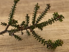 Melaleuca densa