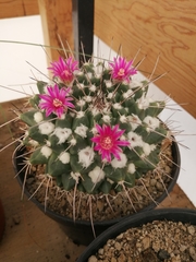 Mammillaria compressa