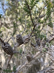 Melaleuca densa