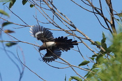 Grey Treepie photo 3