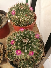 Mammillaria compressa