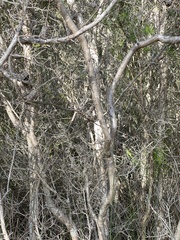 Melaleuca densa
