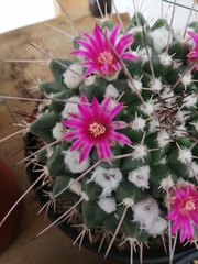 Mammillaria compressa