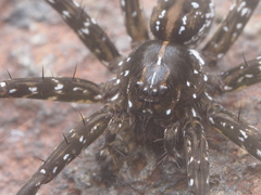 Dolomedes