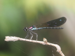 Heliocypha fenestrata