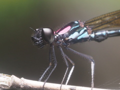 Heliocypha fenestrata