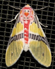 Idalus herois