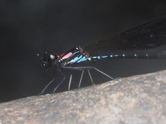 Heliocypha fenestrata