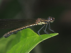 Heliocypha fenestrata