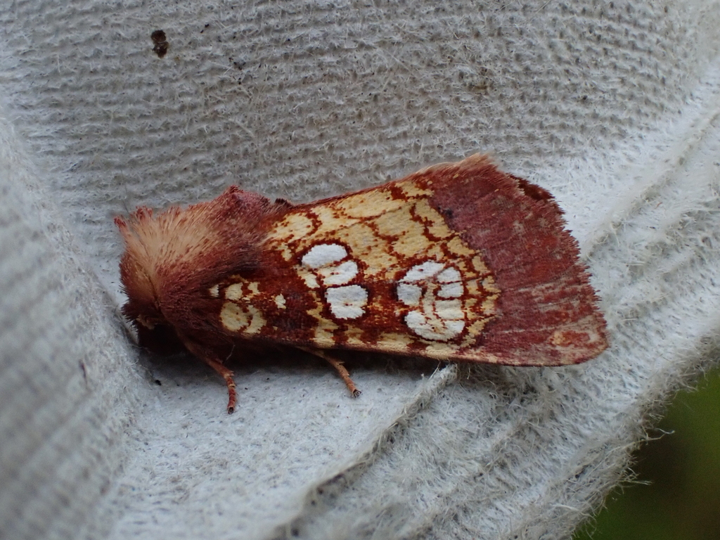 Pitcher Plant Borer Moth