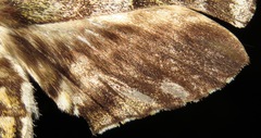 Manduca neglecta