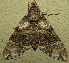 Manduca neglecta