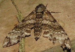 Manduca neglecta