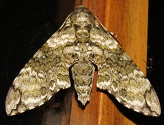 Manduca neglecta