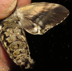 Manduca neglecta