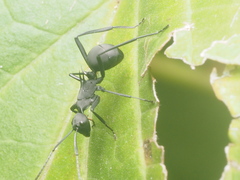 Polyrhachis