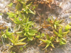 Bryophyta