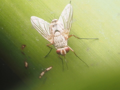 Diptera