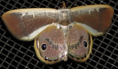 Opisthoxia