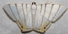 Opisthoxia metargyria