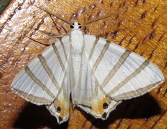 Opisthoxia metargyria