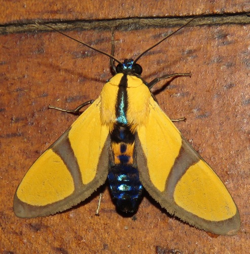 Ormetica ameoides Butler, 1876