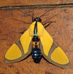 Ormetica ameoides