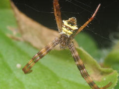 Argiope reinwardti