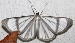 Perigramma