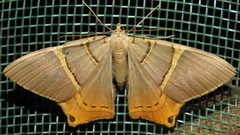 Phrygionis polita