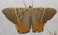 Phrygionis polita
