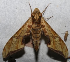 Protambulyx eurycles