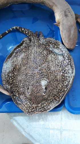 Parnaíba Freshwater Stingray