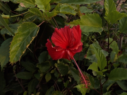 Red Hibiscus