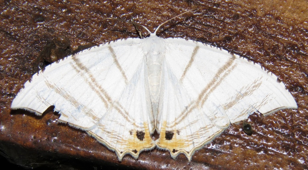Epiplema albipennaria