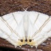 Epiplema albipennaria - Photo (c) Rich Hoyer, algunos derechos reservados (CC BY-NC-SA), subido por Rich Hoyer