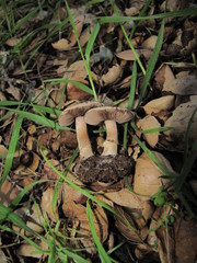 Agaricus kerriganii