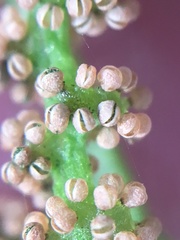 Osmunda spectabilis image
