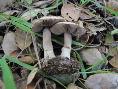 Agaricus kerriganii
