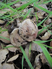 Agaricus kerriganii