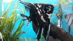 Pterophyllum scalare