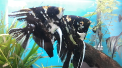 Pterophyllum scalare