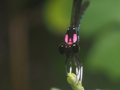 Heliocypha fenestrata