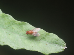 Diptera
